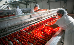 A hazai élelmiszeripari beruházások alakulásának ökonómiai kérdései 2013-tól napjainkig